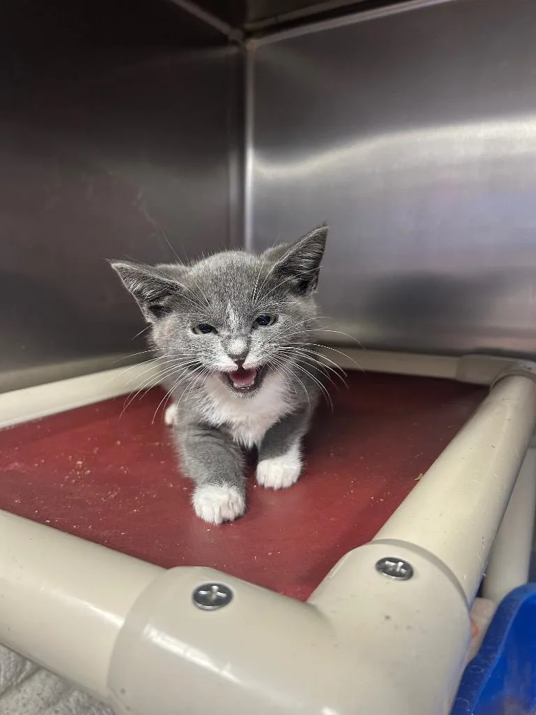 A baby medium-sized female Domestic Short Hair cat named Willow for adoption in New Manchester, WV