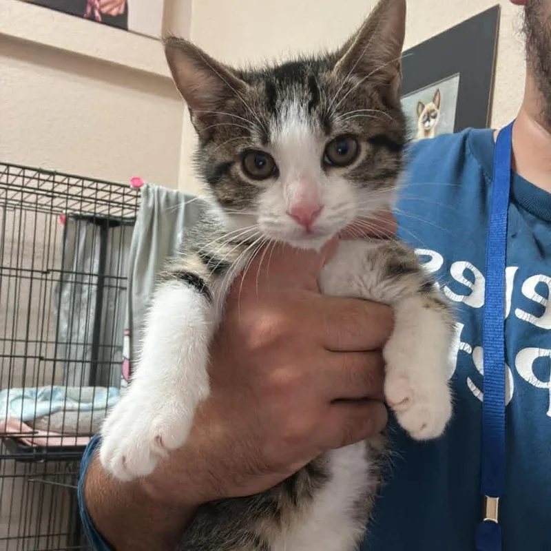 A baby small-sized male Brown / Chocolate Domestic Short Hair cat named Apollo  Chino Hills for adoption in Chino Hills, CA