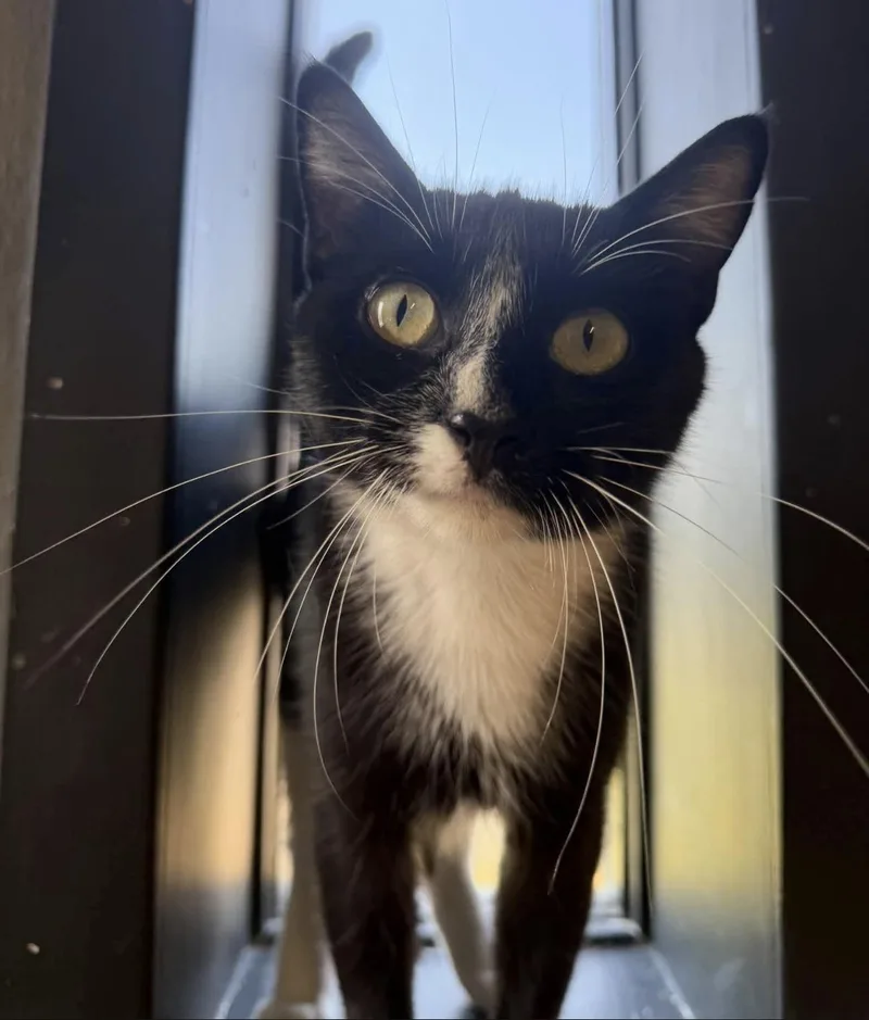 An adult medium-sized female Black & White / Tuxedo Tuxedo cat named Midnight for adoption in Vicksburg, MS