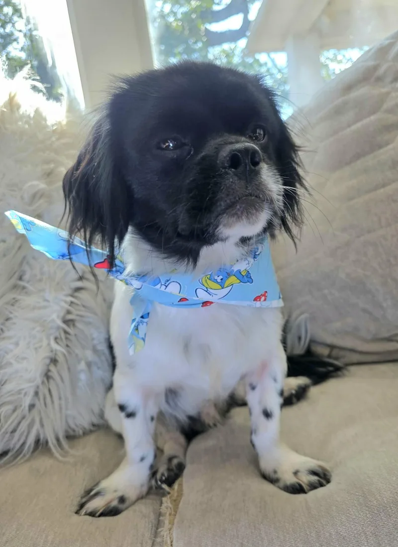 A young small-sized male Black Tibetan Spaniel dog named Ollie for adoption in Gregory, TX