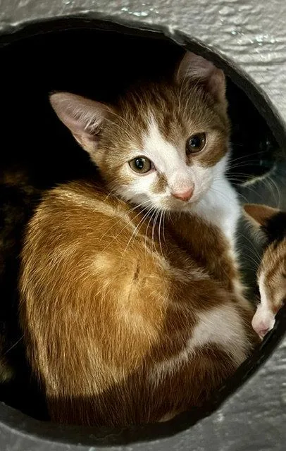 A young small-sized male Orange & White Domestic Short Hair cat named Jasper for adoption in Sistersville, WV