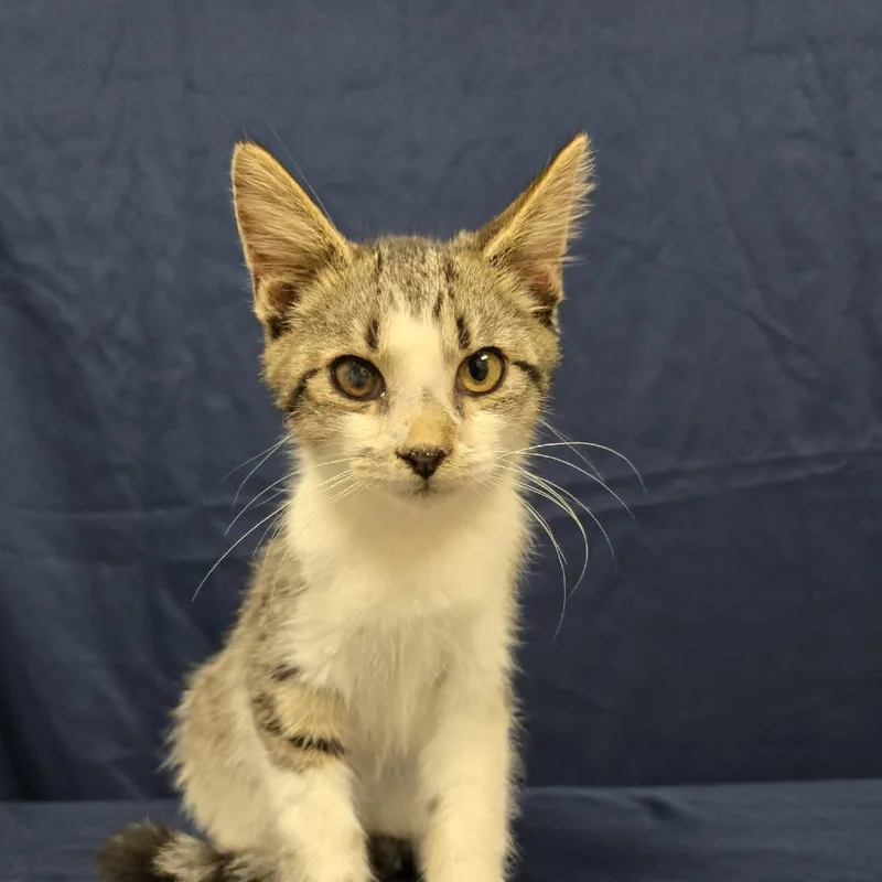 A young medium-sized male Brown / Chocolate Domestic Short Hair cat named Jai for adoption in Harrisonburg, VA