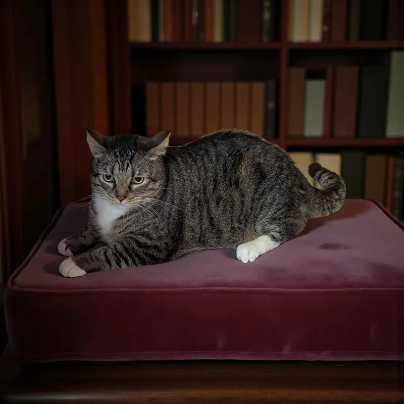 A senior medium-sized female Tabby (Brown / Chocolate) Domestic Short Hair cat named Sadie for adoption in Chuckey, TN