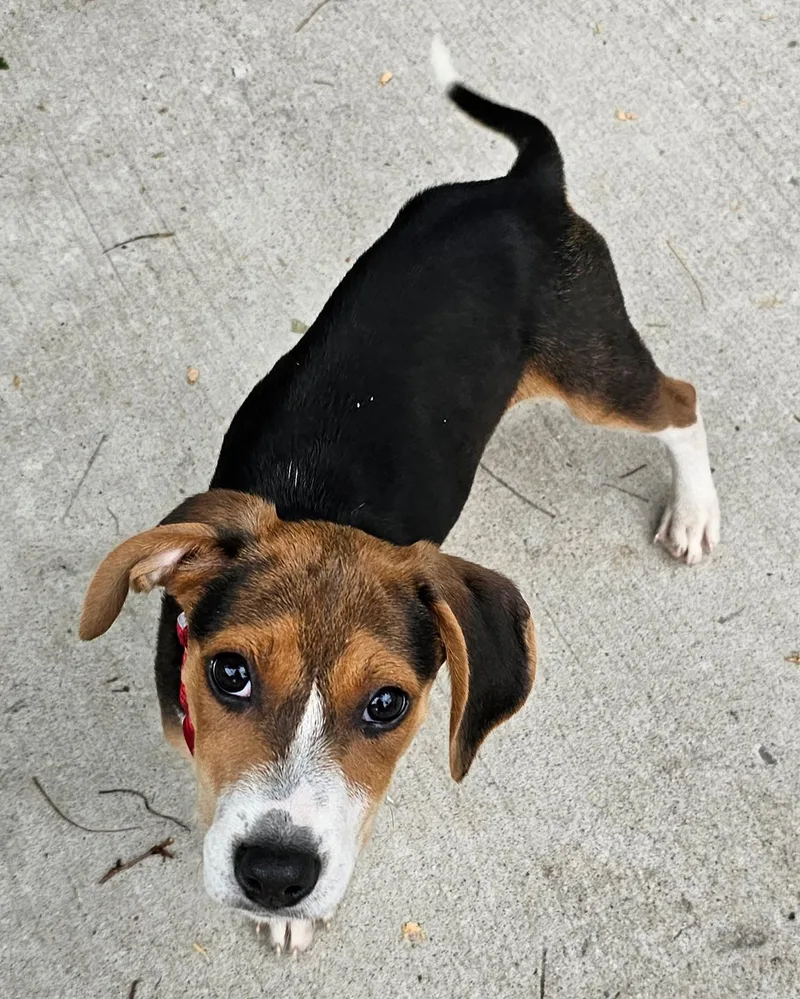 A young medium-sized female Beagle dog named Brownie for adoption in Harrison, NY