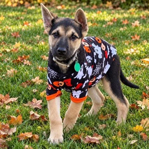 A baby small-sized male Black Mixed Breed dog named Gushers for adoption in Buffalo, MN