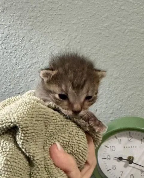 A baby medium-sized male Gray & White Tabby cat named Bennett for adoption in Magnolia Springs, AL