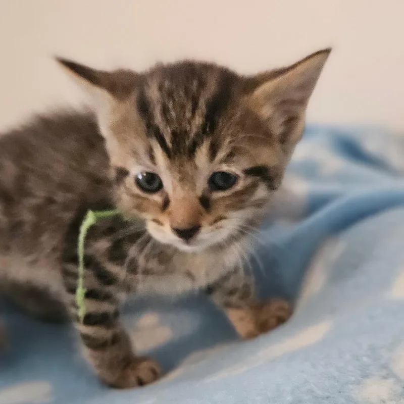A baby small-sized male Brown / Chocolate Domestic Short Hair cat named Willie for adoption in Newport, TN