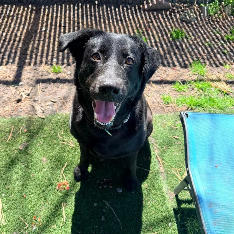 An adult large-sized female Black Labrador Retriever dog named Bonnie for adoption in Weimar, CA