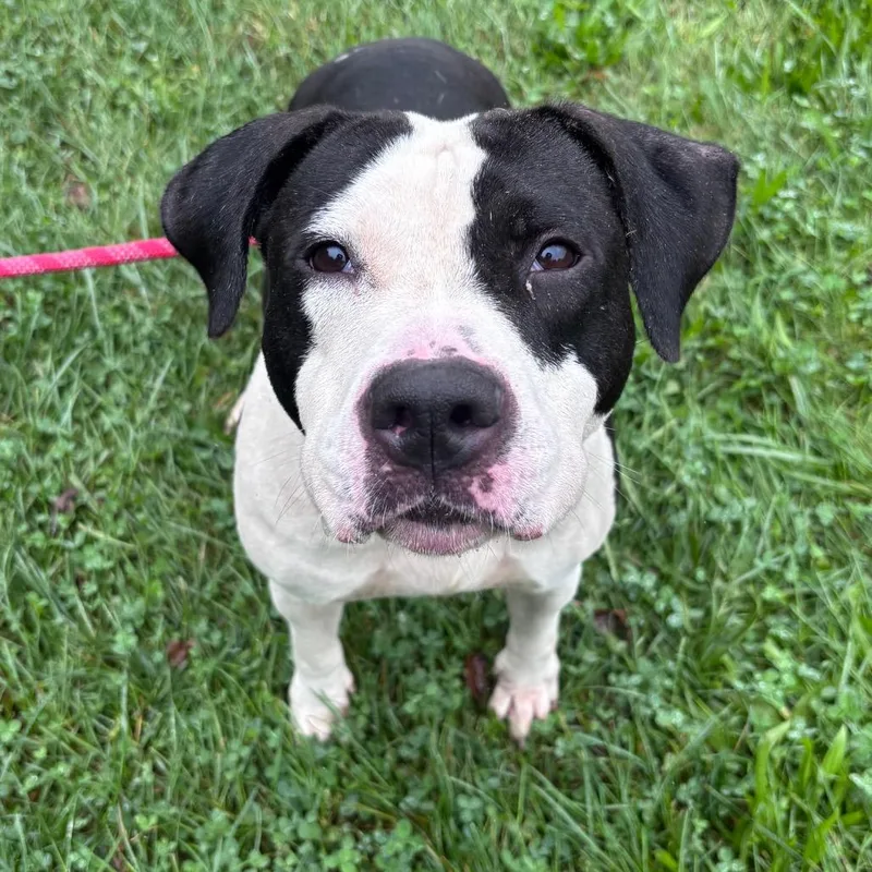 An adult large-sized female Pit Bull Terrier dog named Jolene for adoption in York, PA