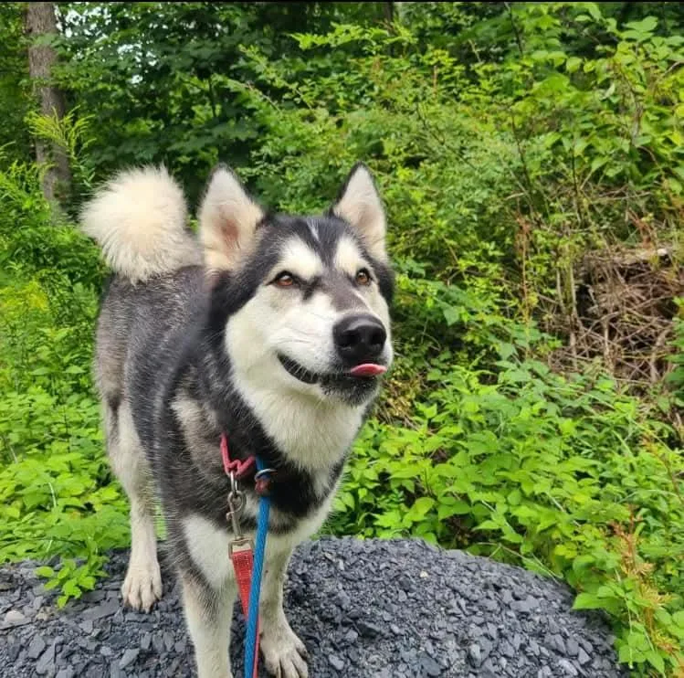 Blair Bear thumbnail 2