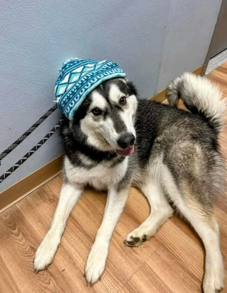 Blair Bear thumbnail 3