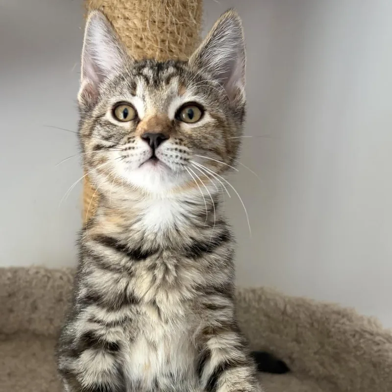 A baby small-sized female Brown / Chocolate Domestic Short Hair cat named Barbie for adoption in Los Angeles, CA