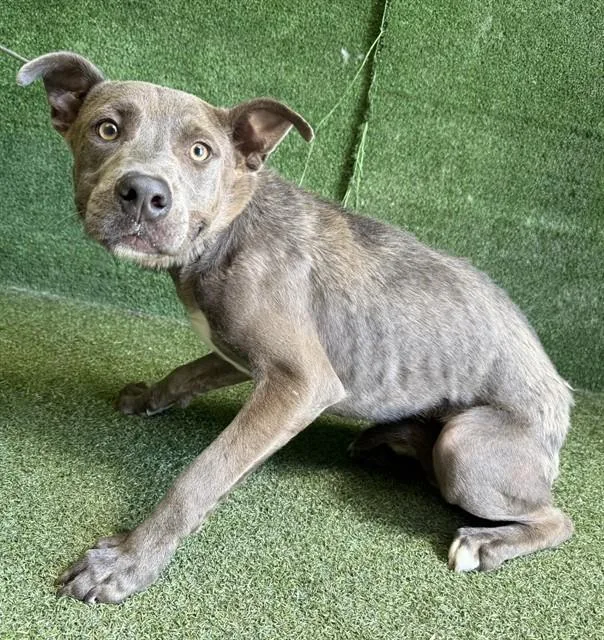A young medium-sized male Pit Bull Terrier dog named Boogie for adoption in Lancaster, CA