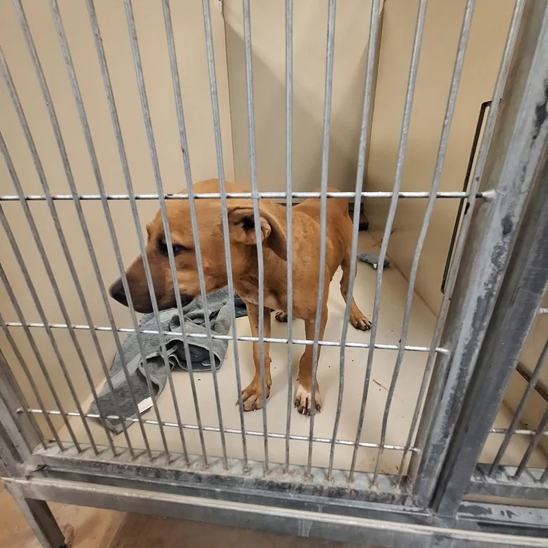 A young small-sized male Yellow / Tan / Blond / Fawn Pit Bull Terrier dog named Mickey for adoption in Flagstaff, AZ