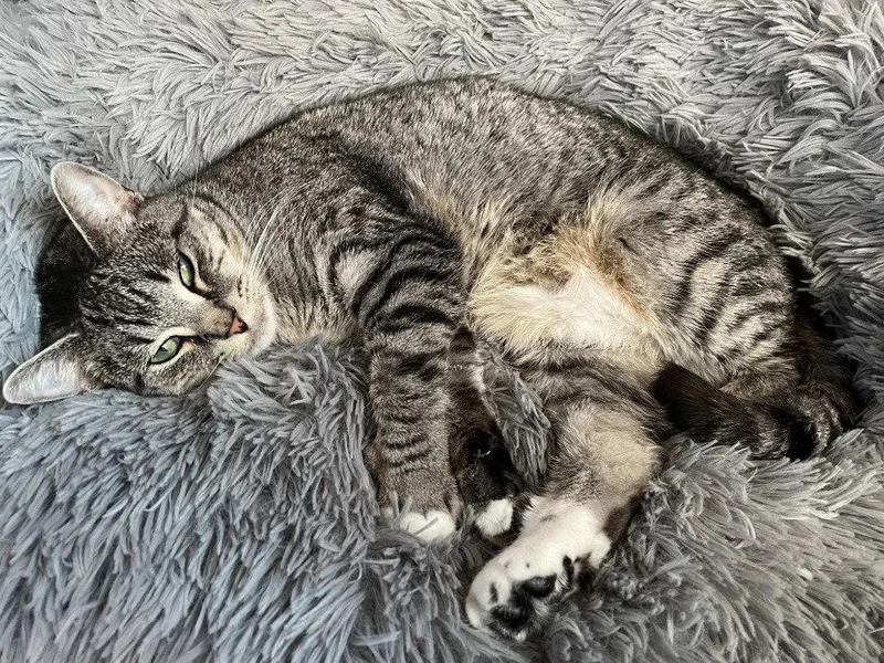 An adult medium-sized female Domestic Short Hair cat named Dk  Rose for adoption in Battle Ground, WA