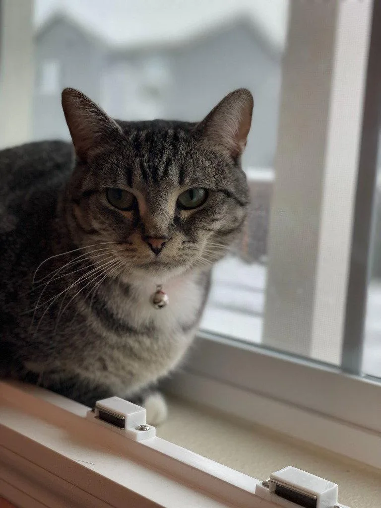 Dk  Rose thumbnail 2