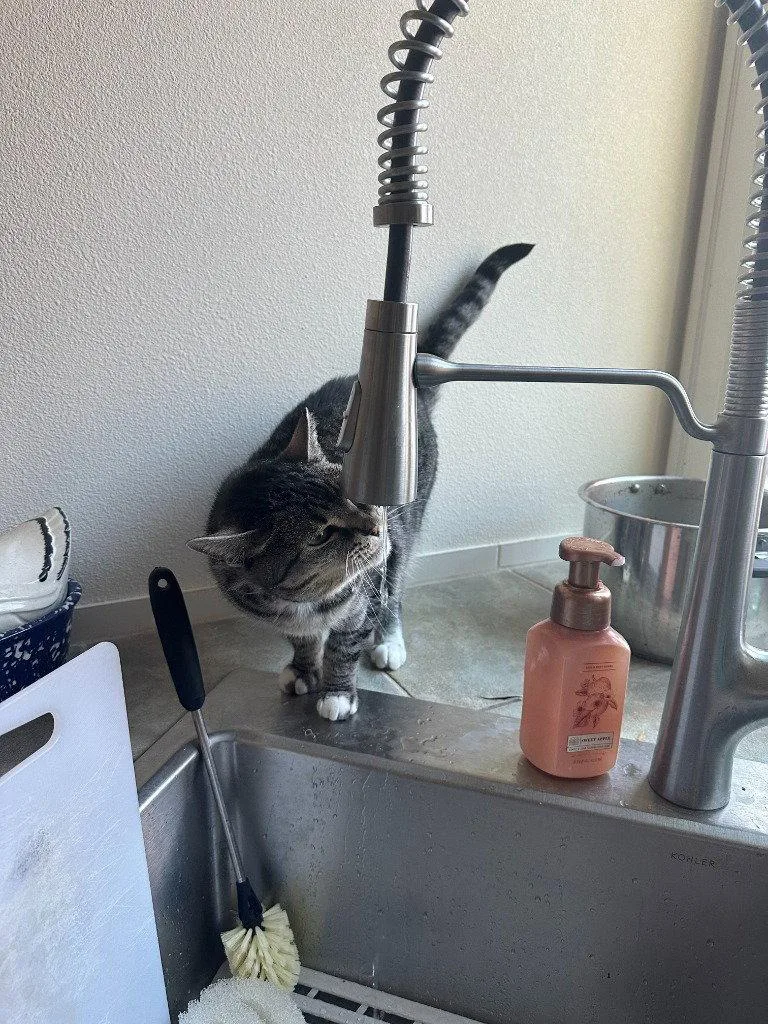 Dk  Rose thumbnail 3