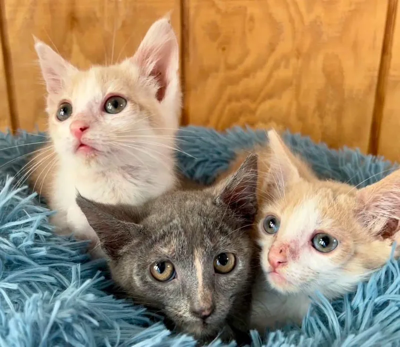 A baby medium-sized male Domestic Short Hair cat named Cherry & Pineapple for adoption in Sullivan, MO