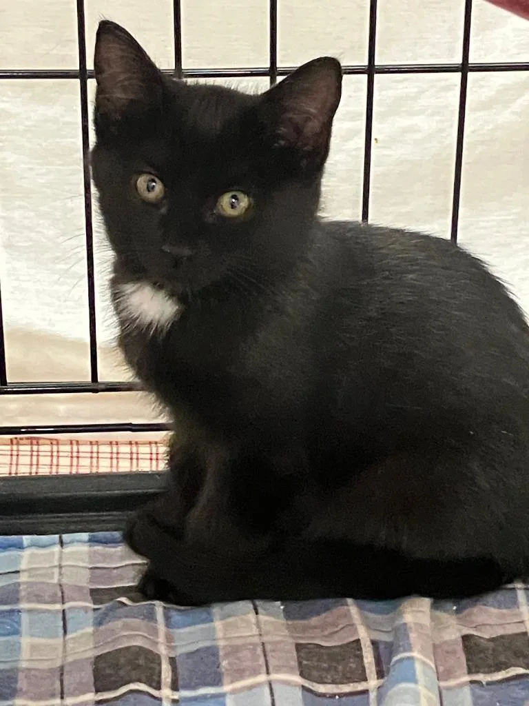 Milo