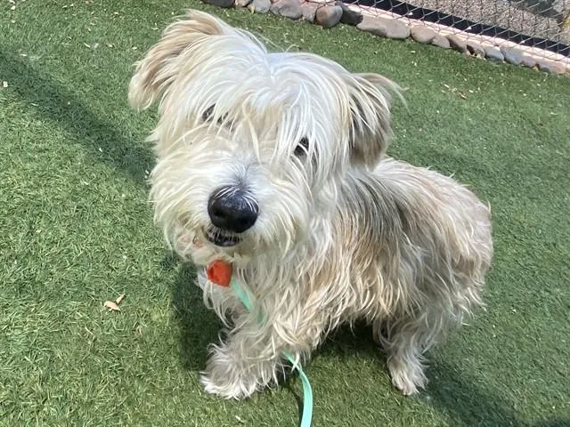 An adult small-sized male Lhasa Apso dog named Birkenstock for adoption in Phoenix, AZ