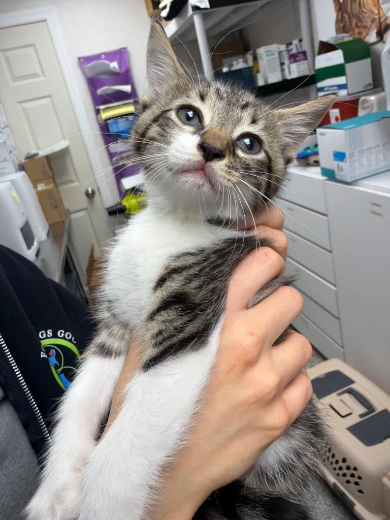A baby medium-sized male Domestic Short Hair cat named Leaf for adoption in Pomona, NY