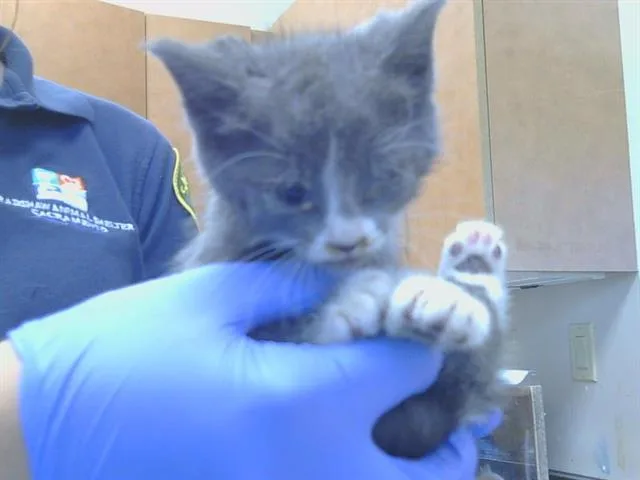 A baby small-sized female Domestic Short Hair cat named Nori for adoption in Sacramento, CA