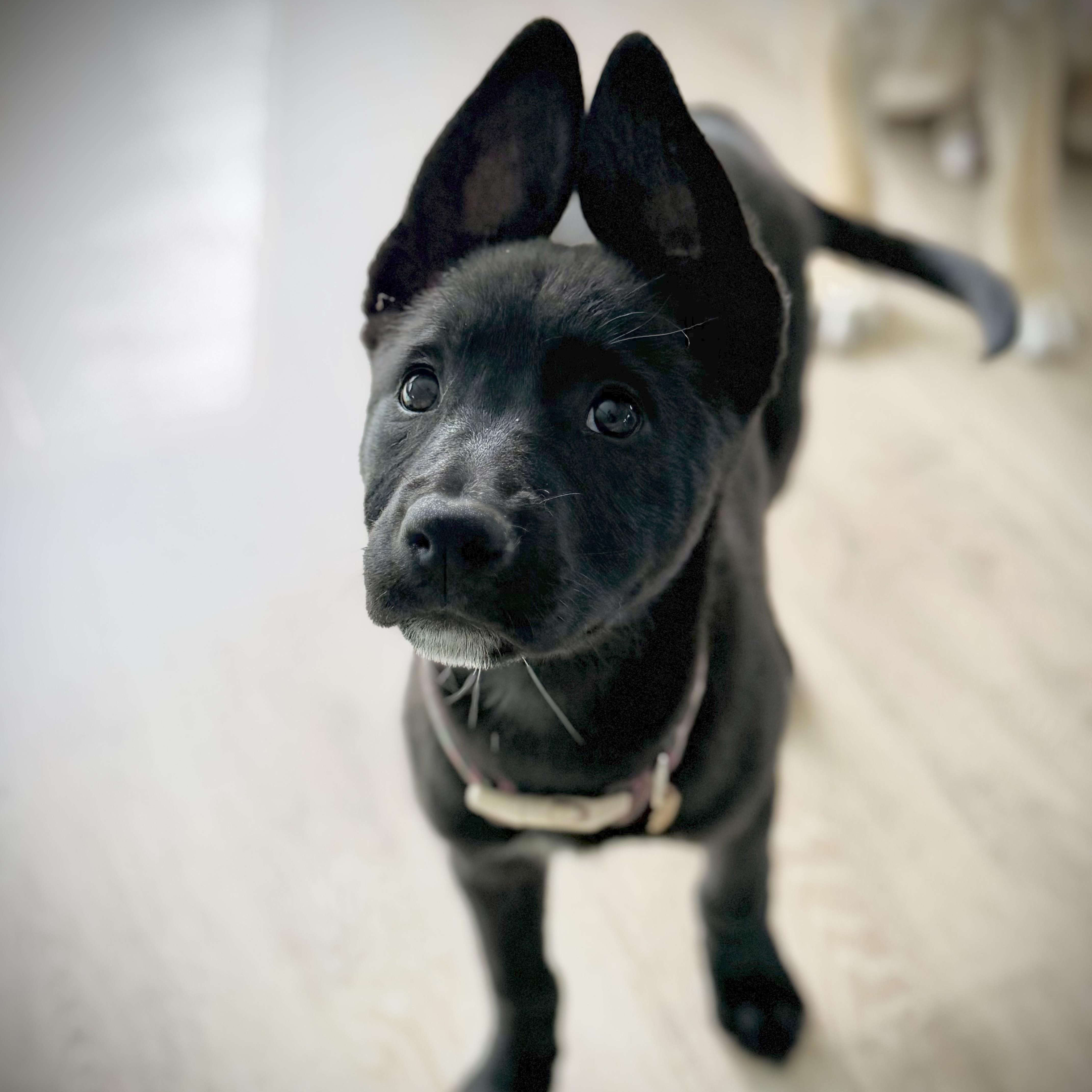 A baby medium-sized female Pit Bull Terrier dog named Marcia for adoption in Burbank, CA