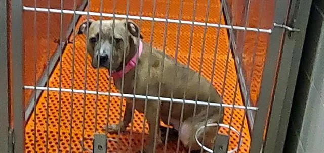 A young medium-sized female Pit Bull Terrier dog named Milly for adoption in Aurora, IL