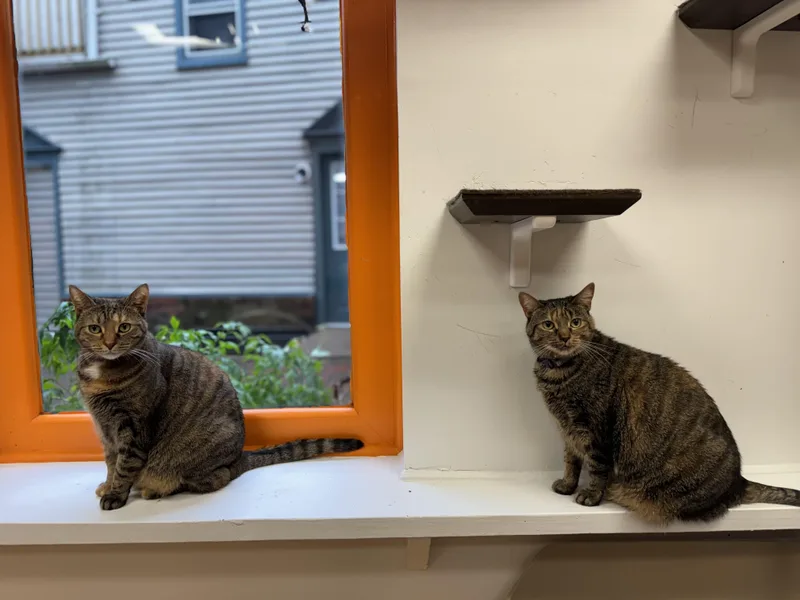 An adult extra large-sized female Torbie cat named Sasha And Tasha for adoption in North Haven, CT