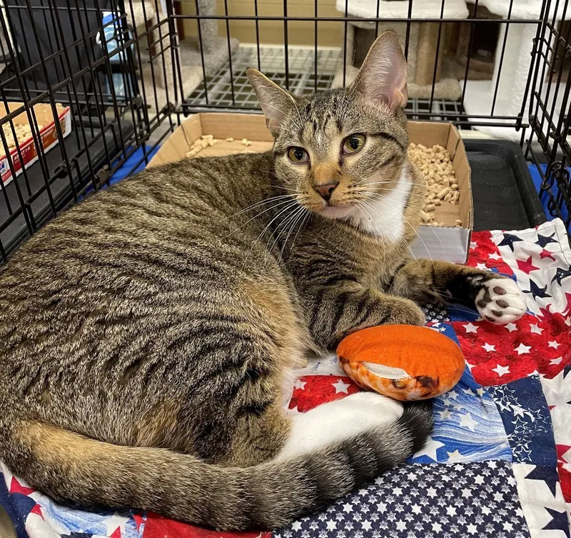 An adult medium-sized male Tabby (Brown / Chocolate) Domestic Short Hair cat named Ike for adoption in Columbia, SC