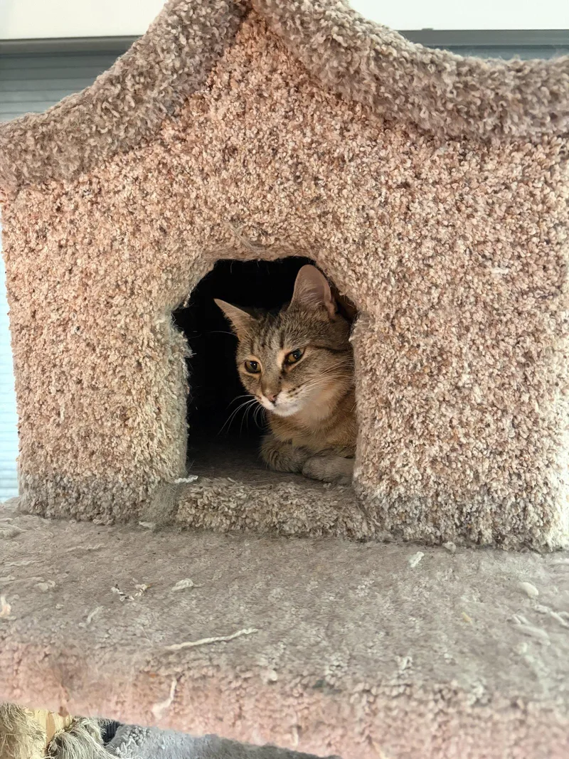 A young medium-sized female Domestic Short Hair cat named Shrimp Scampi for adoption in Camden, SC