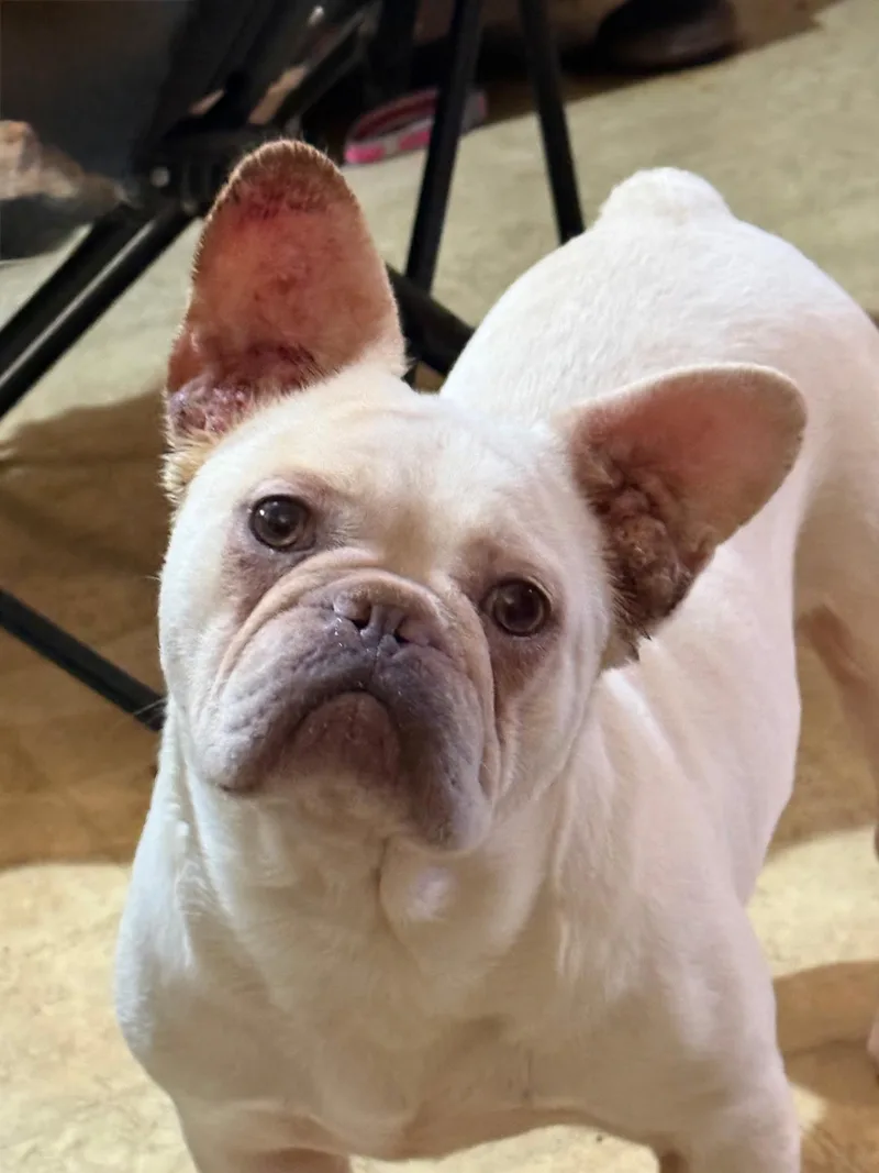 An adult small-sized female White / Cream French Bulldog dog named Noelle for adoption in Lodi, CA