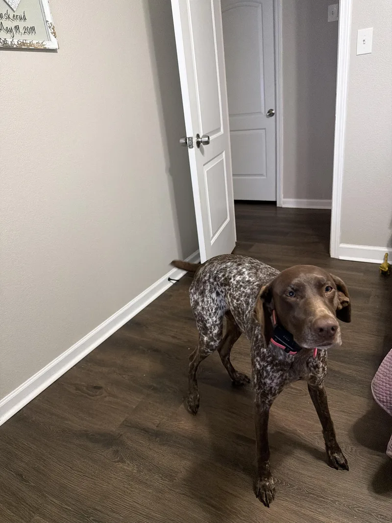 An adult medium-sized female German Shorthaired Pointer dog named Clark for adoption in Fayetteville, AR