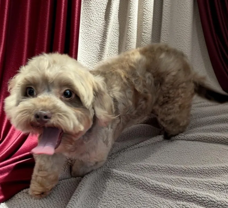Madisonyo lb shy girl! thumbnail 3