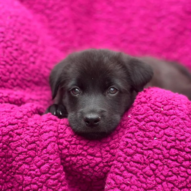 A baby large-sized female Labrador Retriever dog named Windy Pup  Breeze for adoption in San Diego, CA