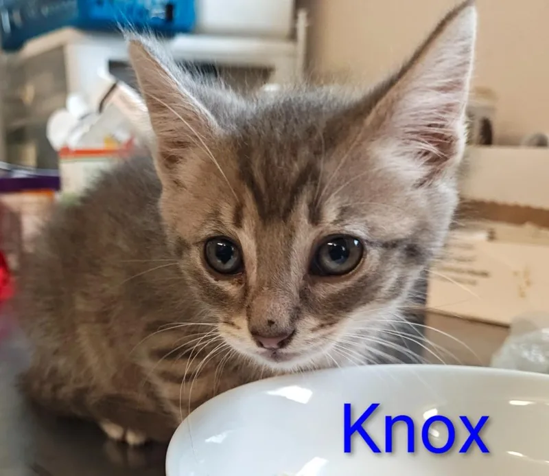 A baby small-sized male Domestic Short Hair cat named Knox for adoption in Mena, AR