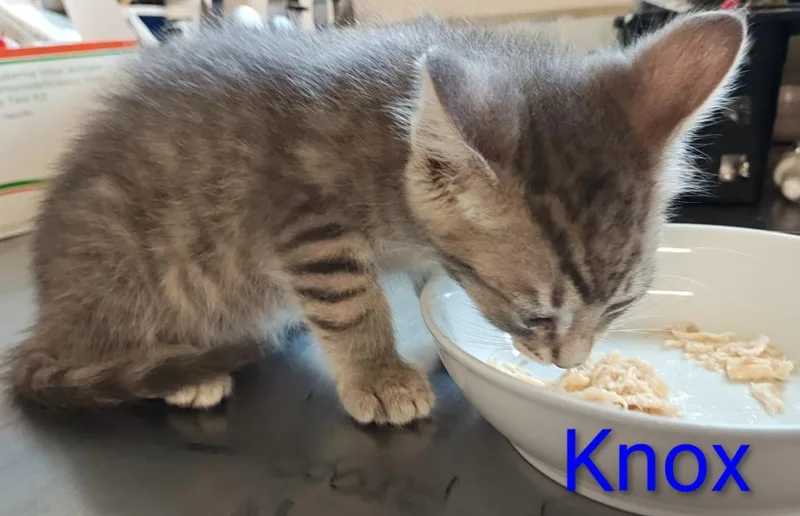 Knox thumbnail 2