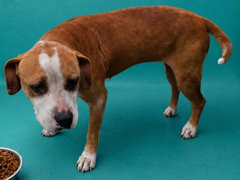 A young medium-sized female American Bulldog dog named Tamara for adoption in Wauchula, FL