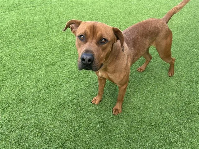 An adult large-sized male Labrador Retriever dog named Manse for adoption in Grand Prairie, TX