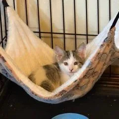 A baby small-sized female White Domestic Short Hair cat named Fizz for adoption in Madison, WI