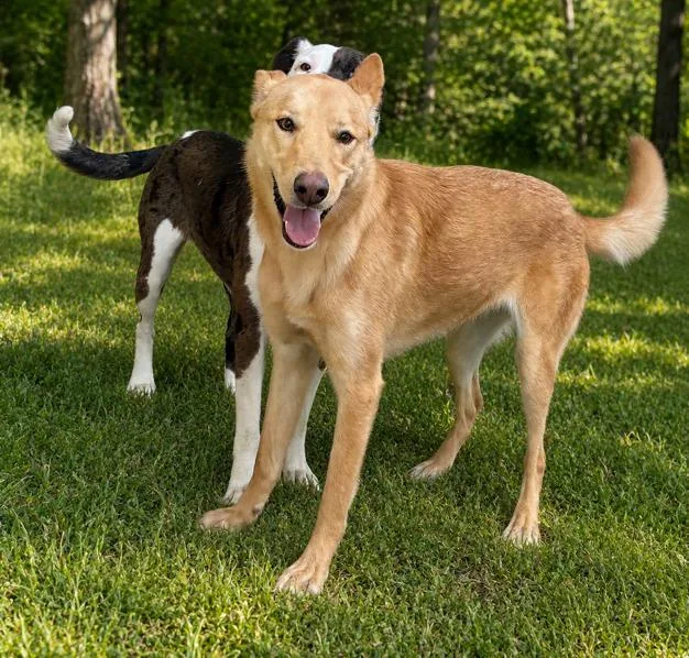 A young medium-sized male Carolina Dog dog named Finley for adoption in Bandera, TX