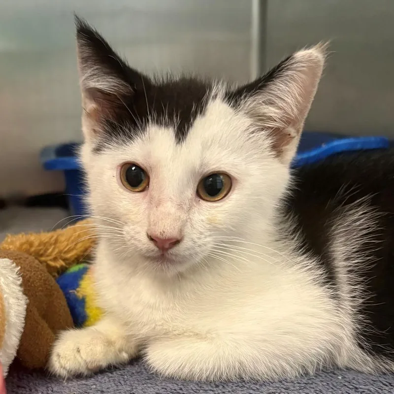 A baby small-sized female White Domestic Short Hair cat named Quincy for adoption in East Hanover, NJ