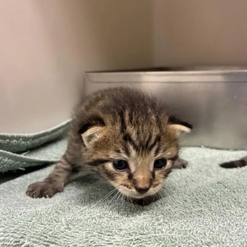 A baby small-sized male Brown / Chocolate Domestic Short Hair cat named 71574 for adoption in Harrisonburg, VA