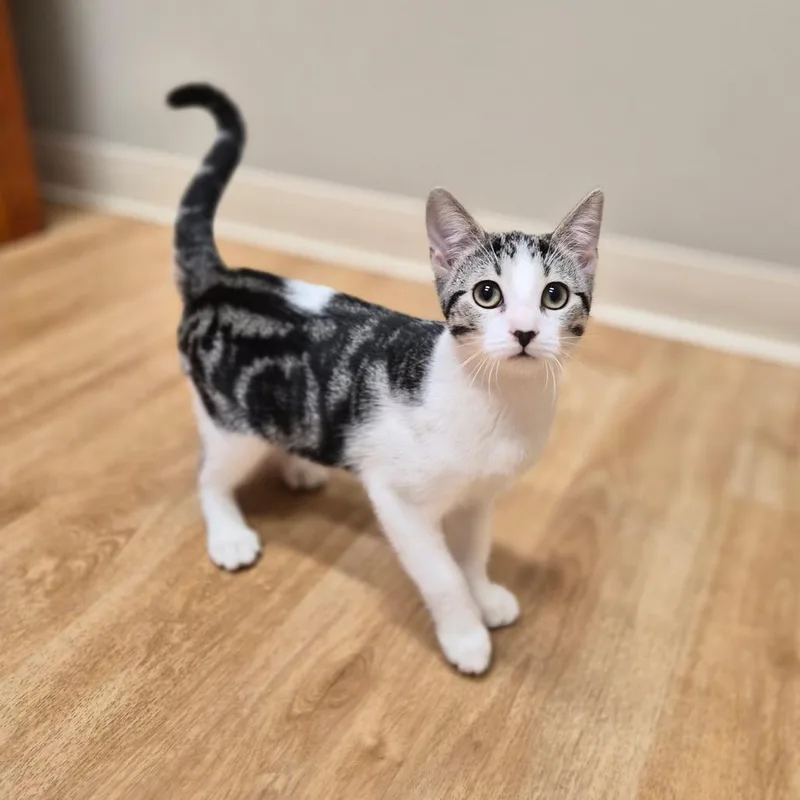 A young small-sized female Gray / Blue / Silver Domestic Short Hair cat named Gretta for adoption in Woodstock, IL