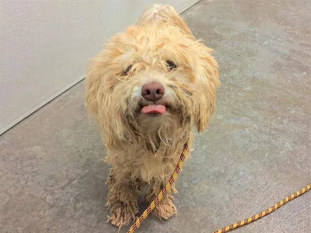 An adult small-sized male Maltese dog named Marbles for adoption in Phoenix, AZ