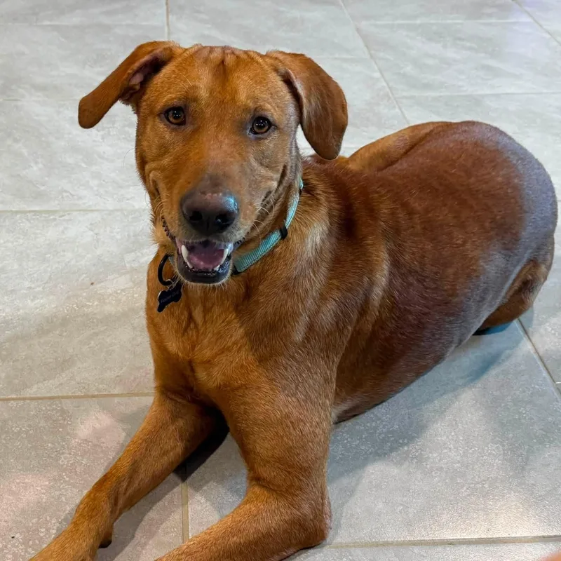 A young medium-sized male Red / Chestnut / Orange Labrador Retriever dog named Dante for adoption in Williston, VT
