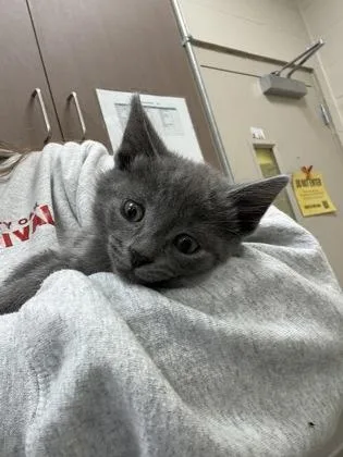 A baby small-sized male Domestic Short Hair cat named Indigo for adoption in Fishers, IN