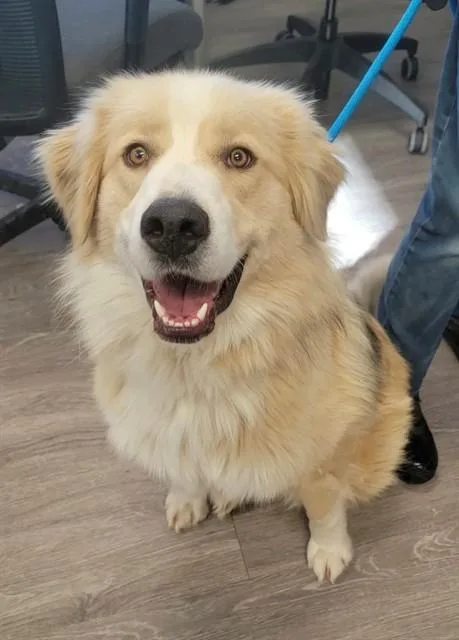 A young large-sized male Great Pyrenees dog named Samson for adoption in Saint Peters, MO