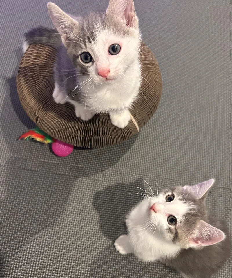 A baby medium-sized female Gray & White Domestic Short Hair cat named Leia for adoption in Germansville, PA
