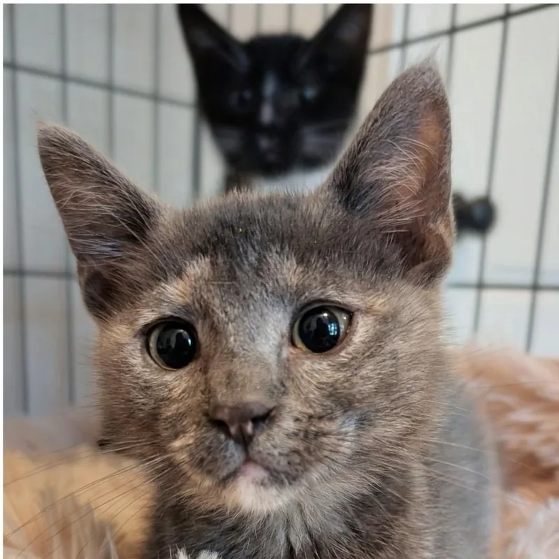 A baby small-sized female Dilute Calico Domestic Short Hair cat named Sugar for adoption in Mabank, TX